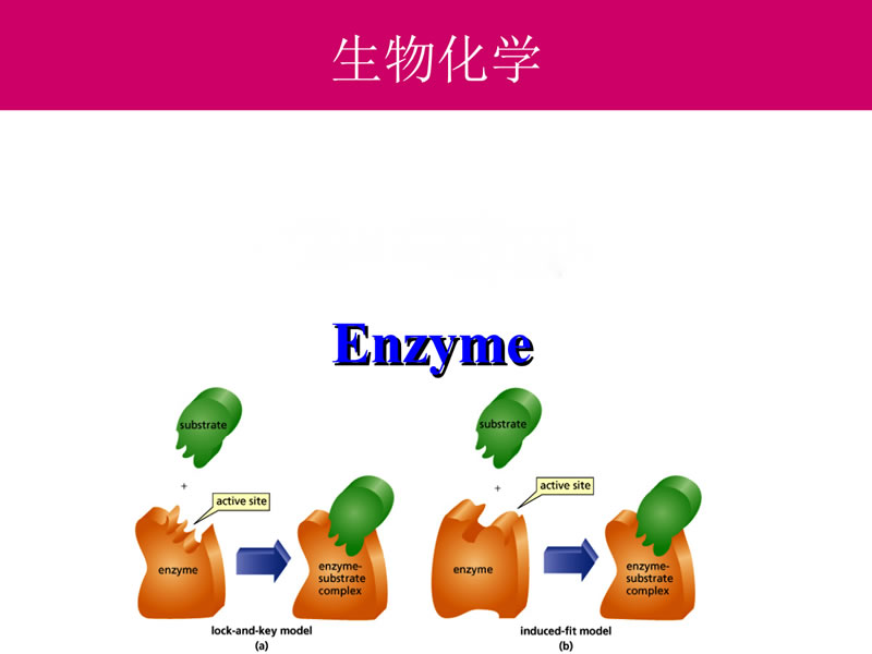 酶的定義