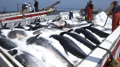 生產金槍魚肽選用哪款酶制劑？