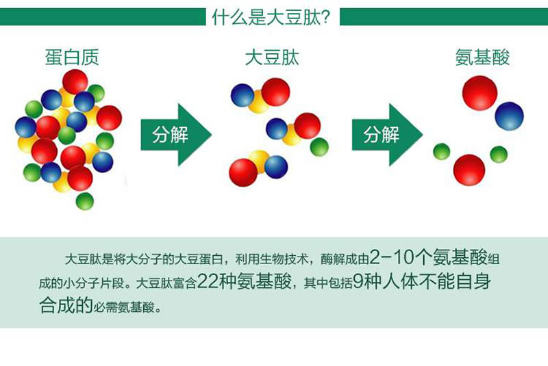 大豆蛋白肽形成過程