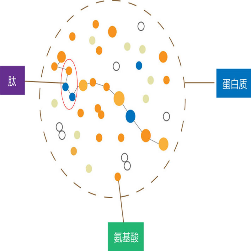 生物活性肽