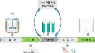 制備生物活性肽的關鍵——酶解法